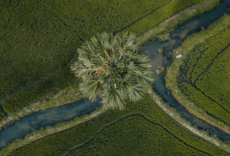 Hidden Gems - An aerial view of a palm tree in a field