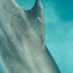 Shark Cage Diving - Gray Shark Under Blue Water