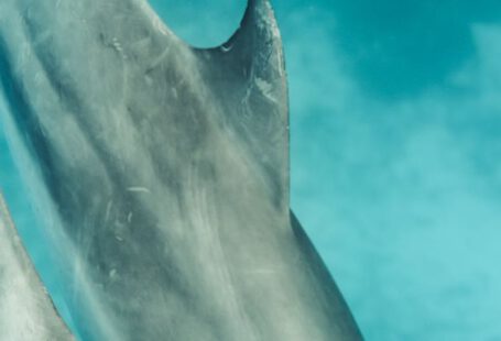 Shark Cage Diving - Gray Shark Under Blue Water