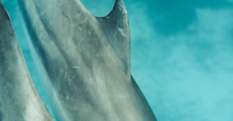 Shark Cage Diving - Gray Shark Under Blue Water