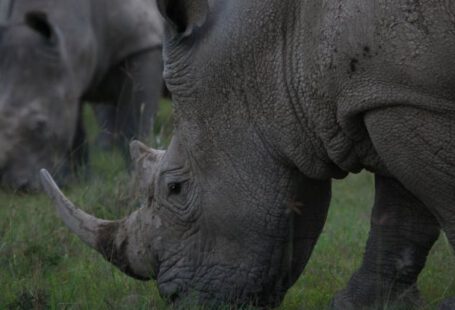 Safari Species - Wild black rhinoceros in native habitat