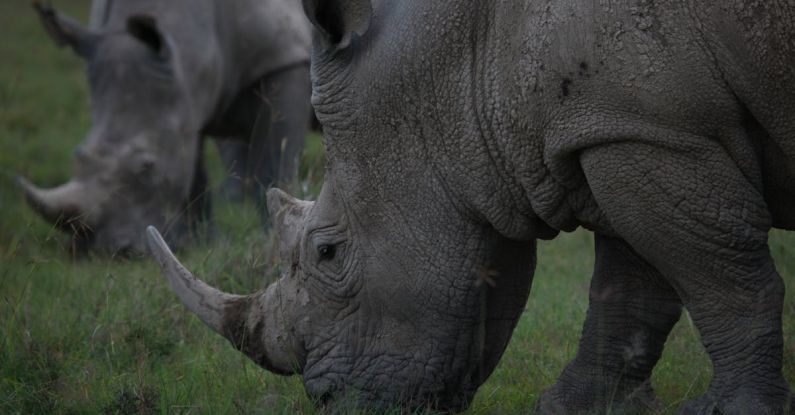 Safari Species - Wild black rhinoceros in native habitat