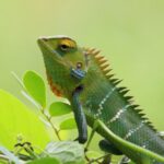 Rainforest Wildlife - Closeup Photography of Chameleon