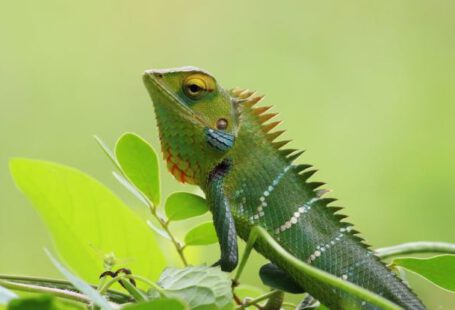 Rainforest Wildlife - Closeup Photography of Chameleon