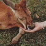 Kangaroos - Brown kangaroo Lying on Green Grass