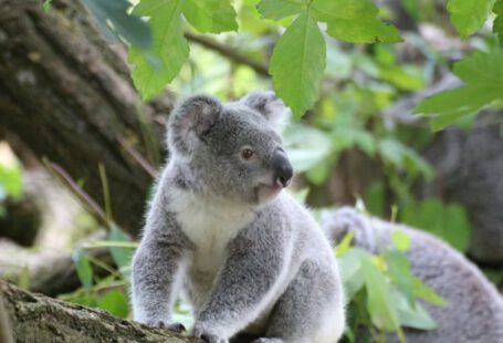 Koalas - Koala Bear on a Wood Trunk