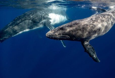 Whales - Humpback Whales Underwater