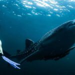 Shark Diving - Woman Swimming Next to Whale Shark Underwater