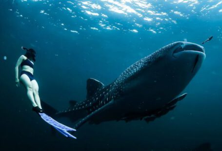 Shark Diving - Woman Swimming Next to Whale Shark Underwater