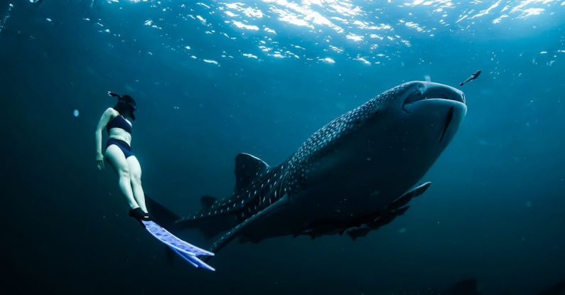 Shark Diving - Woman Swimming Next to Whale Shark Underwater