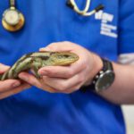 Tasmania Wildlife - Veterinarian Holding a Blue-Tongued Lizard
