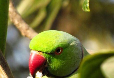 Daintree Rainforest - A green parrot with a red beak is eating a leaf