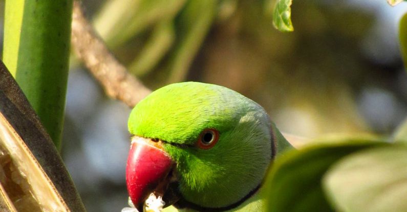 Daintree Rainforest - A green parrot with a red beak is eating a leaf