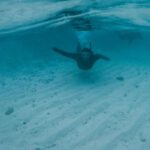Snorkeling Experience - Faceless person diving in blue seawater