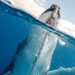 Underwater Photography - Split Shot of Whale