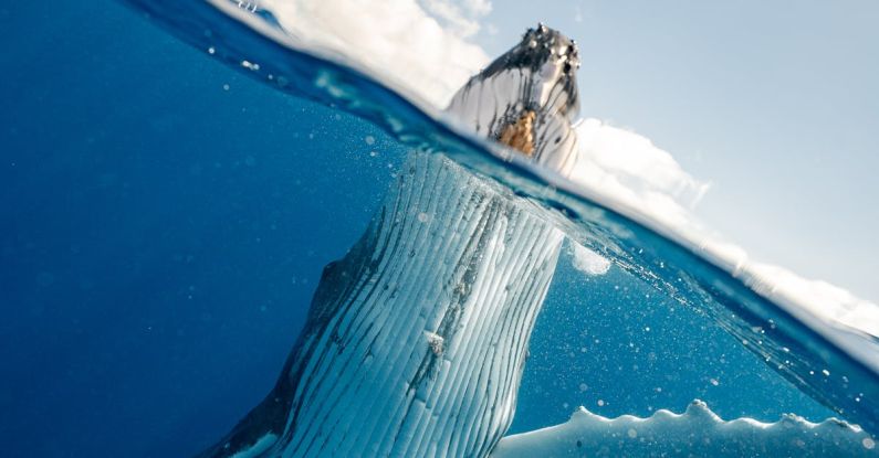 Underwater Photography - Split Shot of Whale