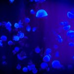 Conservation Projects - Jelly Fish With Reflection Of Blue Light