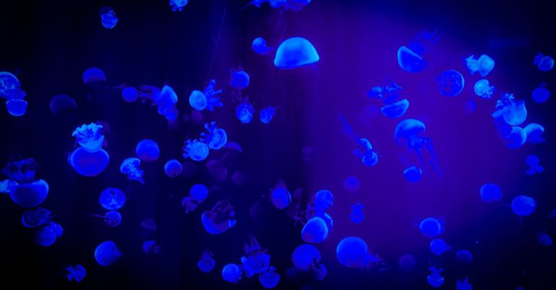 Conservation Projects - Jelly Fish With Reflection Of Blue Light
